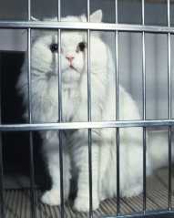 chat_en_prison1.jpg (6600 octets)