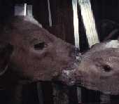 deux_vaches2.jpg (3441 octets)